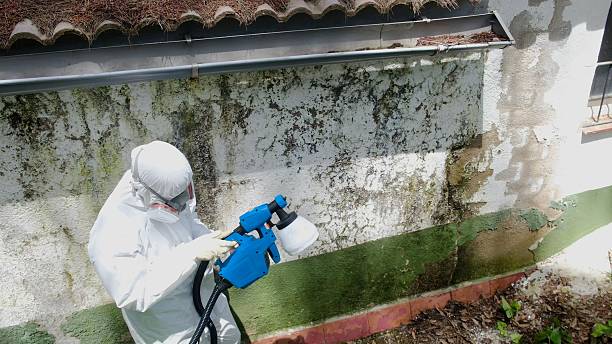 Top rated local Mold Removal specialists in Clarksville, TX